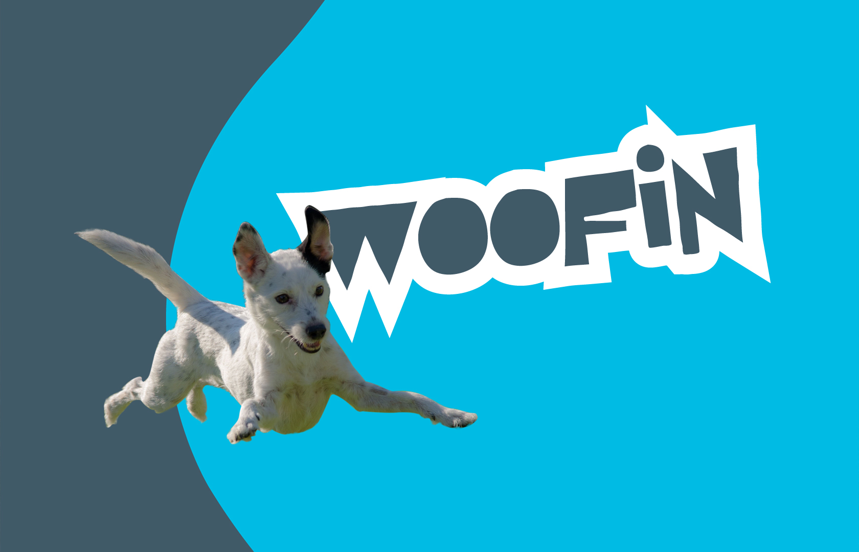 The Collar Crew Your dog will have a woofin great time with The